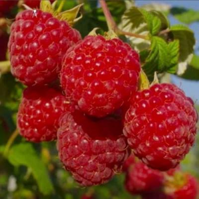 Ранняя в Солигорске