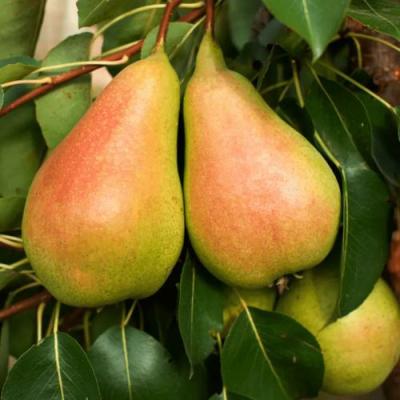 Сладкая в Солигорске