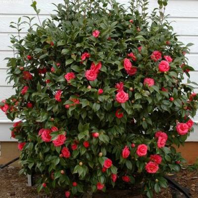 Камелия в Солигорске