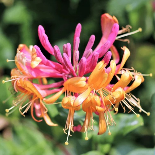 Жимолость ГЕКРОТА в Солигорске