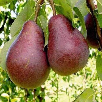 Красная в Солигорске