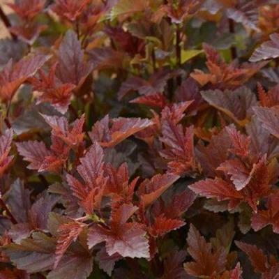 Красный в Солигорске