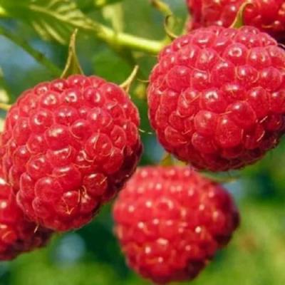 Поздняя в Солигорске