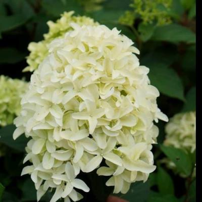 Средние в Солигорске