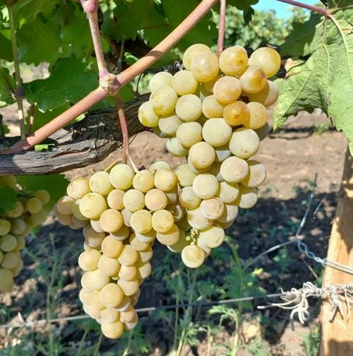 виноград платовский.jpeg