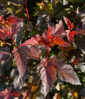 Пузыреплодник ДИАБЛО ДОР листва.jpg