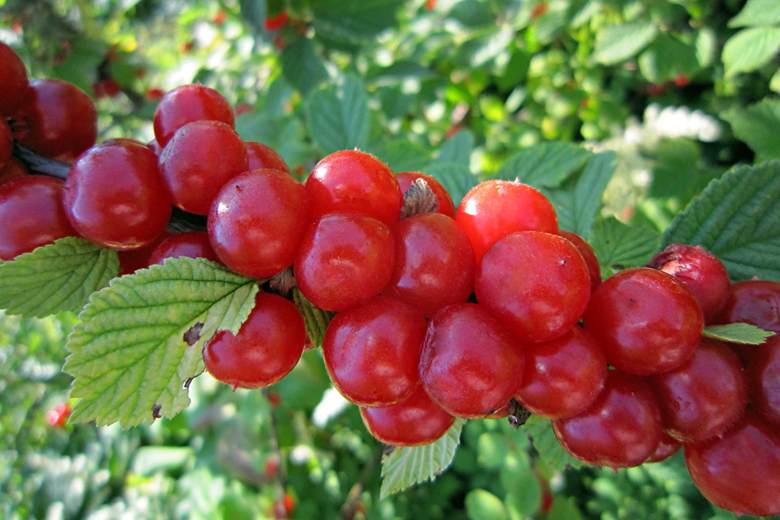 войлочная вишня.jpg