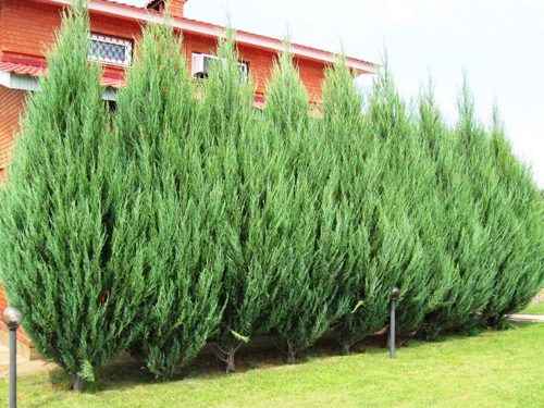 Можжевельник колоновидный.jpg