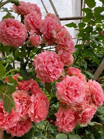 Роза КОРАЛ ЖЕЛЕ японская.jpg