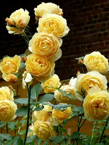 ГРЕХАМ ТОМАС английская роза.jpg