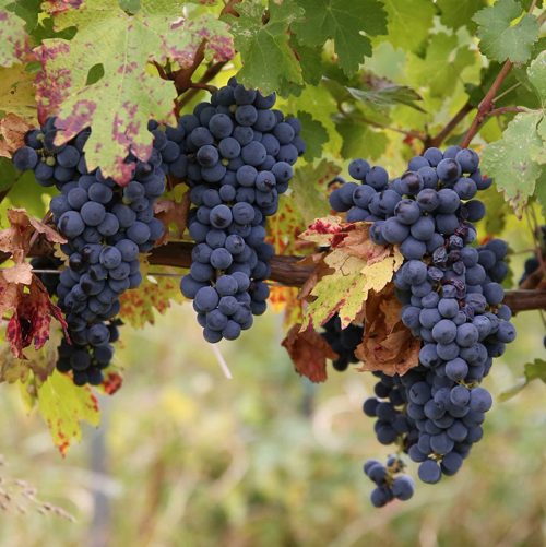 виноград Мукузани.jpg