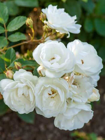 Роза НЕЖ ДЕ ТЕ мускусная.jpg