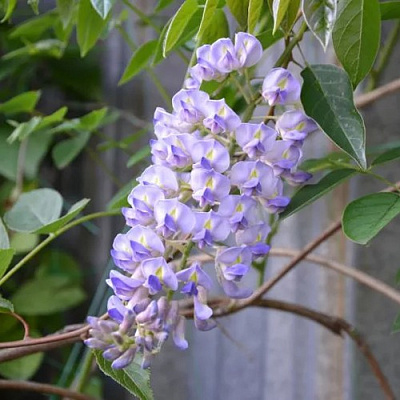 Глициния макростахия БЛЮ МУН в Солигорске