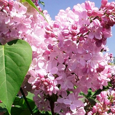 Сирень АДЕЛИНА в Солигорске