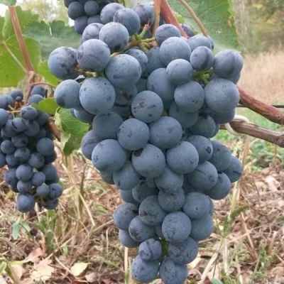 Виноград АГАТ ДОНСКОЙ в Солигорске