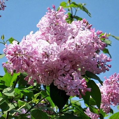 Сирень БУФФОН в Солигорске