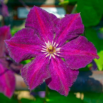 Клематис ГРЮНВАЛЬД в Солигорске