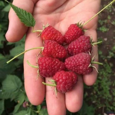Малина ЕВРАЗИЯ в Солигорске