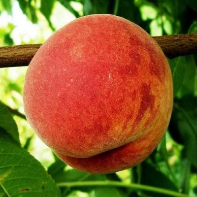 Персик ВАРДЕНИ в Солигорске