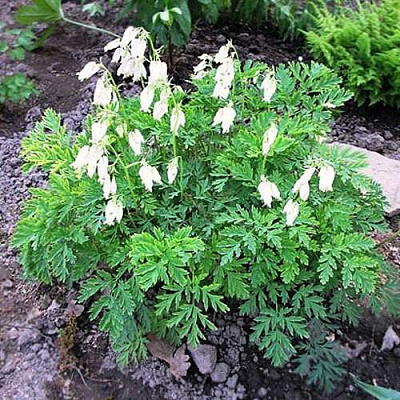 Дицентра красивая АВРОРА в Солигорске