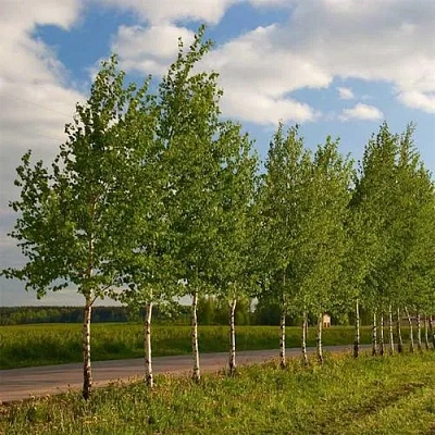 Береза обыкновенная в Солигорске