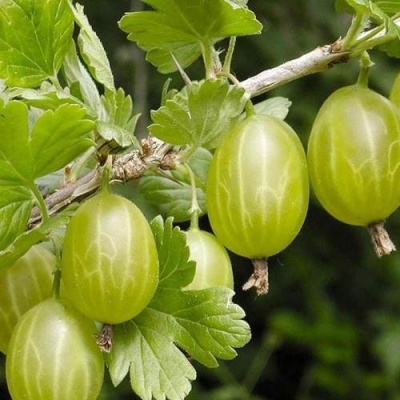 Крыжовник УРАЛЬСКИЙ ИЗУМРУД в Солигорске