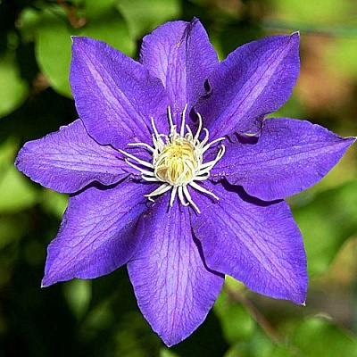 Клематис ЗЕ ПРЕЗИДЕНТ в Солигорске