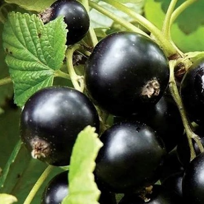 Смородина чёрная ЛЕНТЯЙ в Солигорске