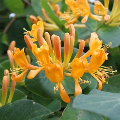 Жимолость ТЕЛЬМАНА в Солигорске