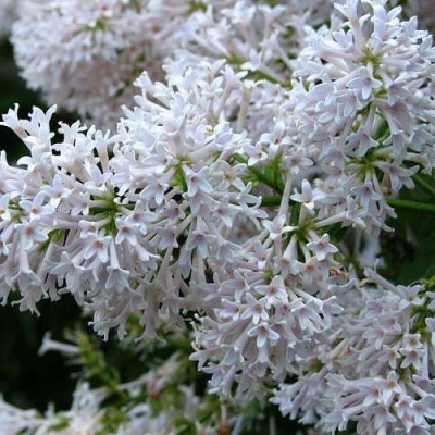 Сирень АГНЕС СМИТ в Солигорске