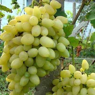 Виноград ЗАРНИЦА в Солигорске
