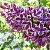 Сирень СЕНСАЦИЯ (привитая) в Солигорске
