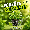 УСПЕЙТЕ ЗАКАЗАТЬ в Солигорске