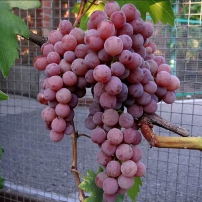 Виноград ЭЛЕГИЯ в Солигорске