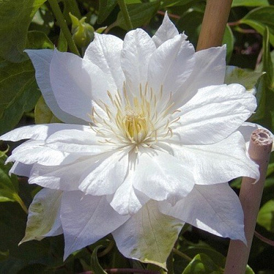 Клематис ДАЧЕСС ОФ ЭДИНБУРГ в Солигорске