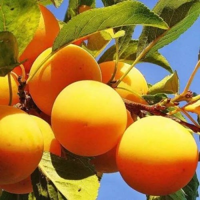 Слива МЕДОВАЯ ЖЁЛТАЯ в Солигорске