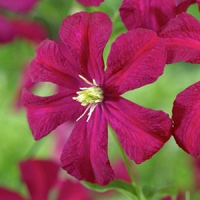 Клематис МАДАМ ДЖУЛИЯ КОРРЕВОН в Солигорске