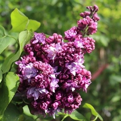 Сирень МАРШАЛ МАЛИНОВСКИЙ в Солигорске