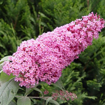 Буддлея давида ПИНК ДЕЛАЙТ в Солигорске