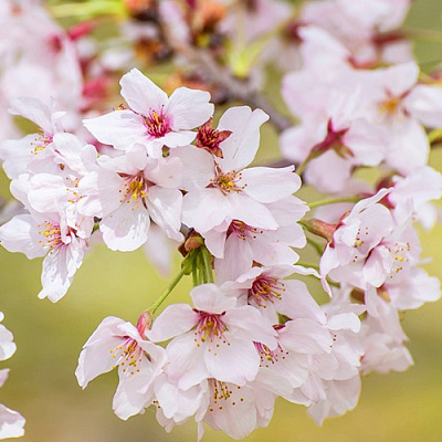 Сакура КОЙО НО МАЙ в Солигорске