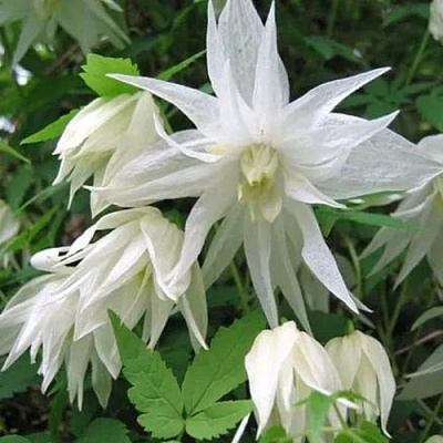 Княжик АЛЬБИНА ПЛЕНА белый махровый в Солигорске