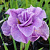 Ирис ПИНК ПАРФЕ сибирский в Солигорске
