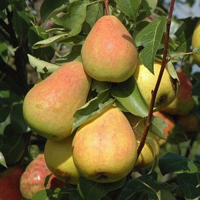 Груша СЕВЕРЯНКА в Солигорске