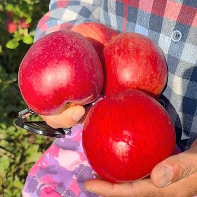 Яблоня ПАМЯТЬ СЮБАРОВОЙ в Солигорске