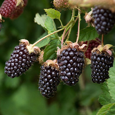 Ежемалина БОЙСЕНБЕРРИ в Солигорске