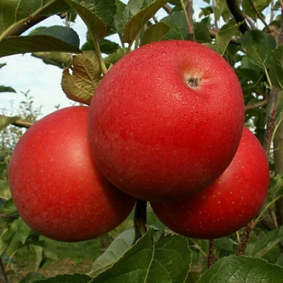 Яблоня БОГЕМИЯ в Солигорске