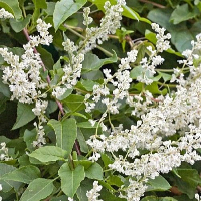 Фаллопия АУБЕРТА в Солигорске