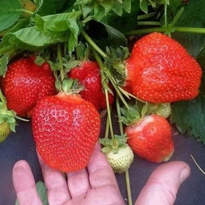 Клубника АЗИЯ в Солигорске