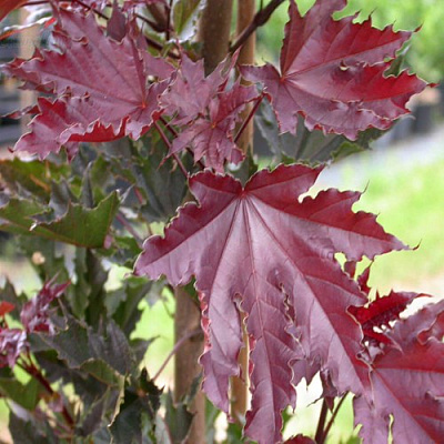 Клен КРИМСОН СЕНТРИ остролистный в Солигорске