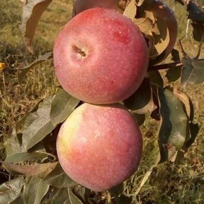 Яблоня АКСАМИТ в Солигорске